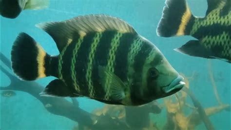 ck fish